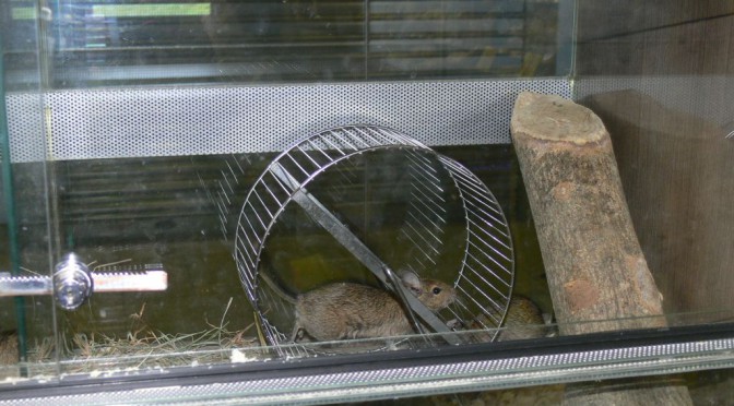 Biedronki w sklepie zoologicznym