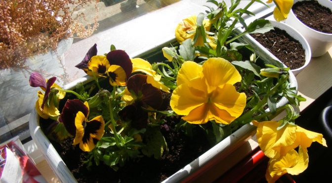 Krasnale tworzą wiosenny kącik przyrody