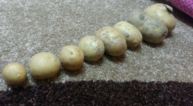 Kangurki – One potato? Two potatoes!