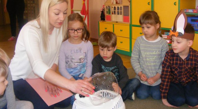 Króliczek u Tygrysków