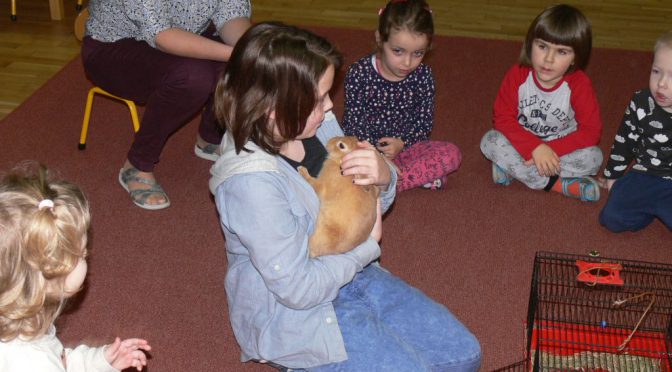 Królik Ed w Jodełce