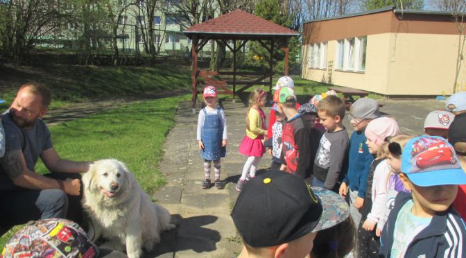 Bella u Biedronek i Tygrysków