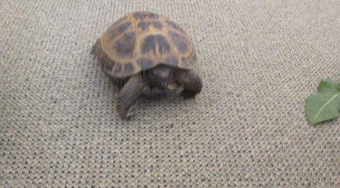 „Turbo” u Tygrysków