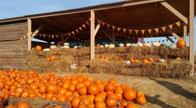 Sówki i Kangurki w Rotmance