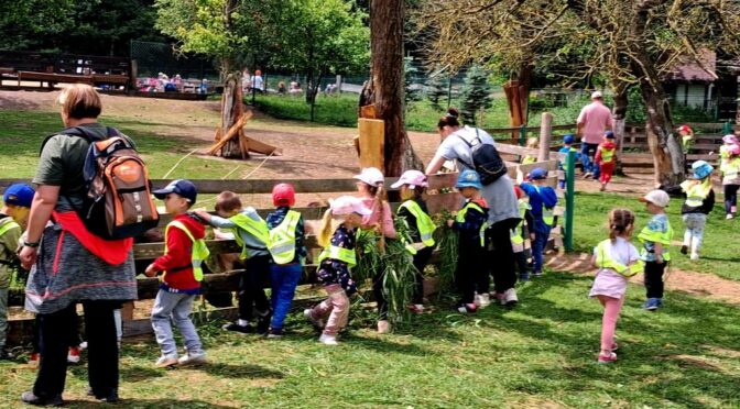 Kotki i Biedronki w Rajskich łąkach